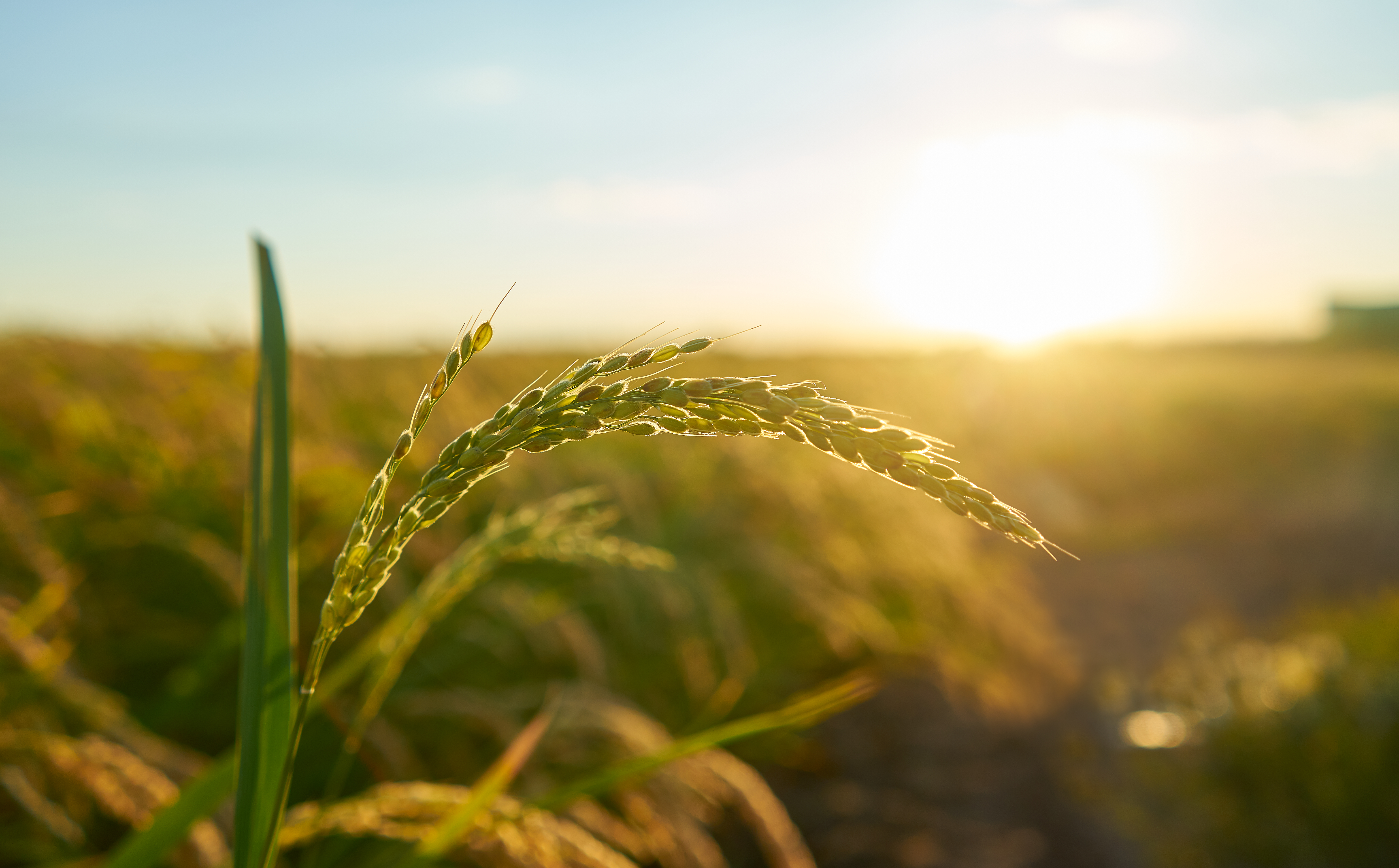 Healthy crop leaves